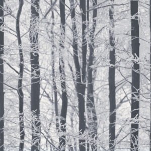 Frosted Wood Wallpaper Arthouse 670200