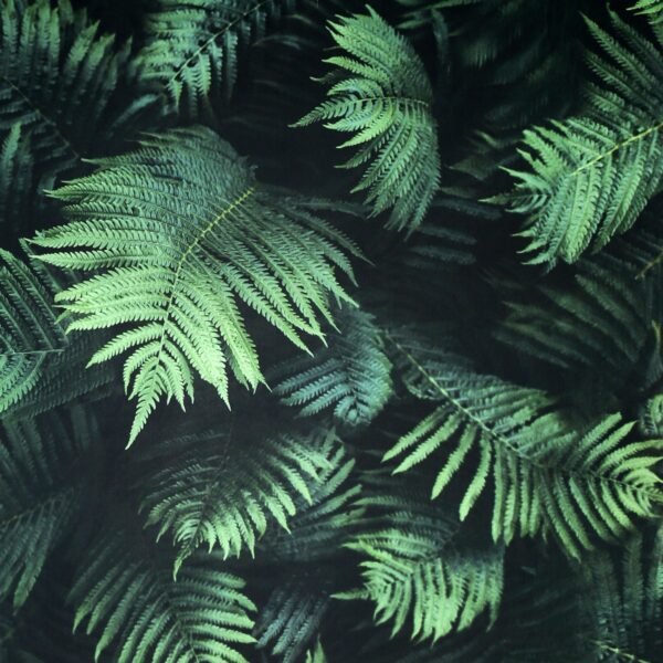 Fern Wall Wallpaper Green Arthouse 907601